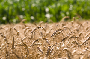 Breeding better wheat