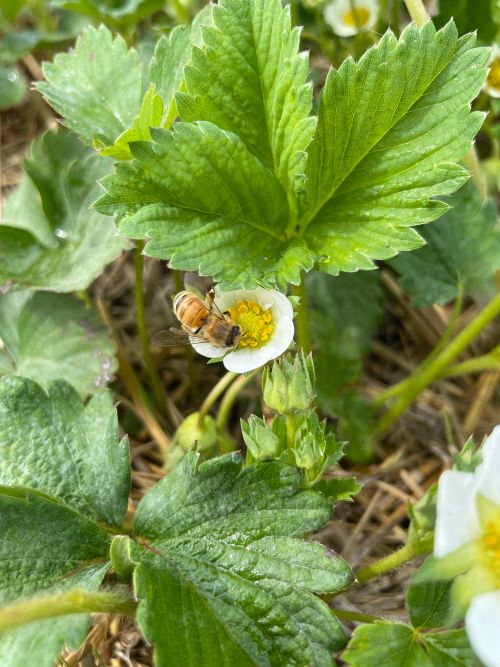 A bee on a strawberry flower