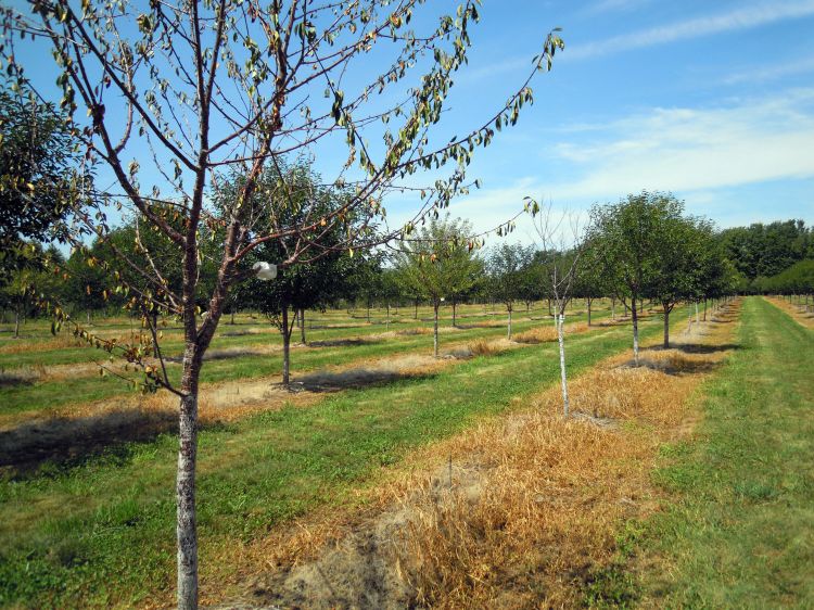 Cluster of tart cherry trees dead or dying from Armillaria root rot infection. Photo credit: Erin Lizotte, MSU Extension