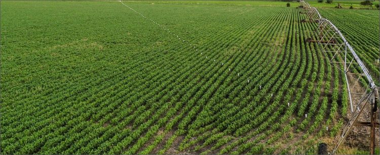 An aerial view of field crops with an irrigator and cans sitting in the field ready to catch water.