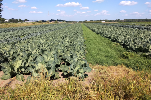 Michigan vegetable crop report – Aug. 11, 2021