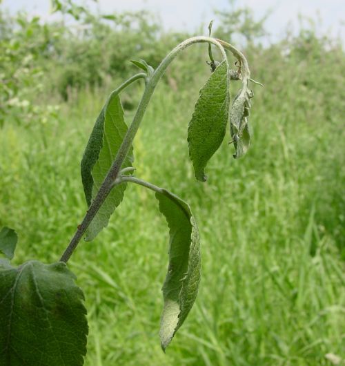 Early fire blight symptoms