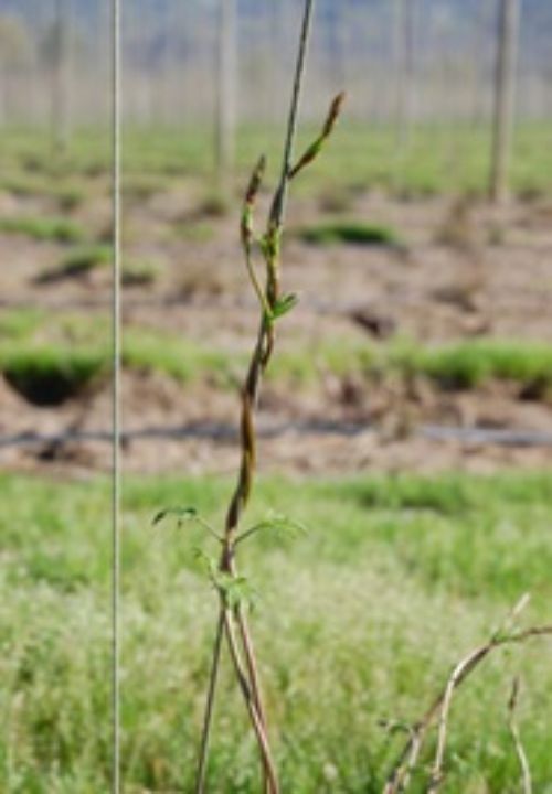 Figure 1. Trained hop bines. Photo credit: Rob Sirrine, MSU