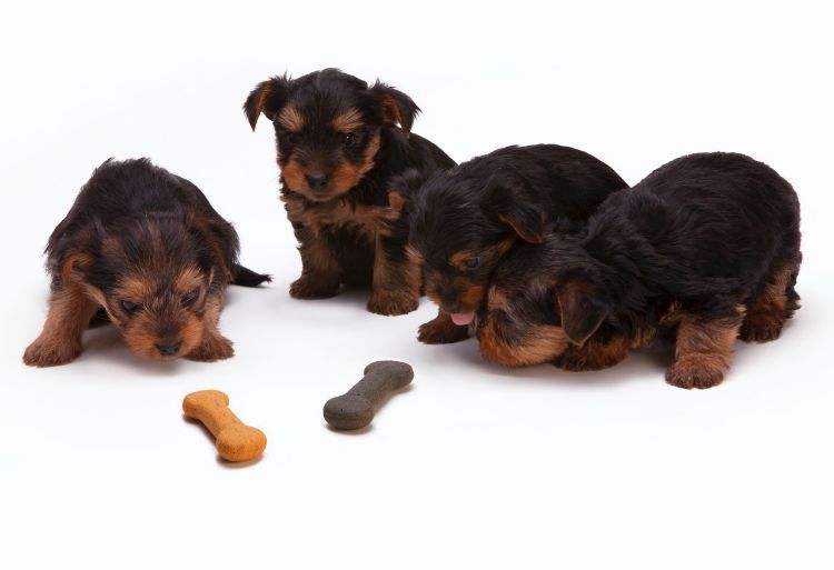 Puppies looking at dog treat.