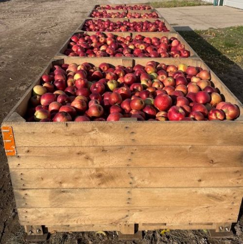 Apples in a large wooden bin.