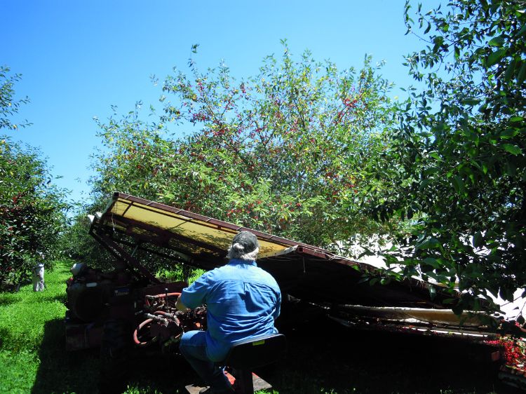 Tart cherries are harvested using a mechanical truck shaker to shake fruit off trees. All photos by Mark Longstroth, MSU Extension