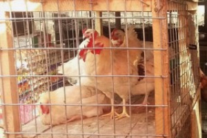 Chicken and Egg in Nigeria: A Dynamic Economic Subsector