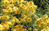 Round-leaved ragwort