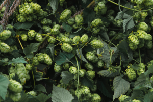 Picking up crop pace to meet demand for Michigan craft beverages