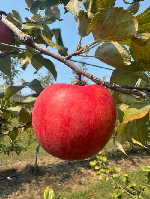 A red Honeycrisp apple hanging from a tree.
