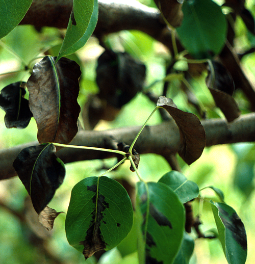  In pears, leaves turn dark brown or black. 