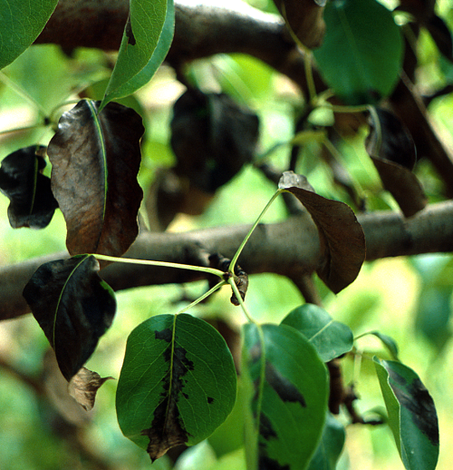 In pears, leaves turn dark brown or black.