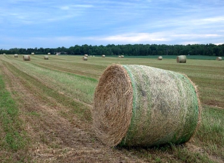 Round bales of first-cutting alfalfa hay rest in the field before being hauled into storage. Photo credit: James DeDecker, MSU Extension