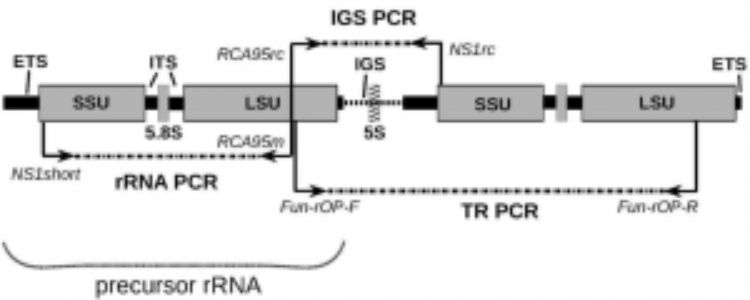 The ribosomal operon consisting of the ETS, SSU, ITS1, 5.8S, ITS2, LSU, and IGS regions typically sequenced individually as fungal barcodes, and associated primers used to amplify various regions via PCR.