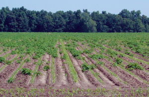 Options for controlling volunteer potatoes in corn fields