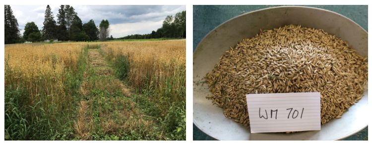 Ground cover (left) after oat harvest, and uncleaned oats (right) from weed management trial showing significant lamb’s quarters weed seed contamination.