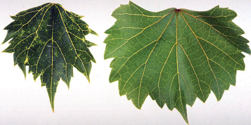  Leaf with fanleaf symptoms (left) compared with a healthy leaf (right). 