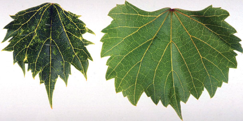 Leaf with fanleaf symptoms (left) compared with a healthy leaf (right).