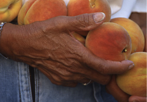 A close-up image of a Black person's hand holding a many fresh peaches.