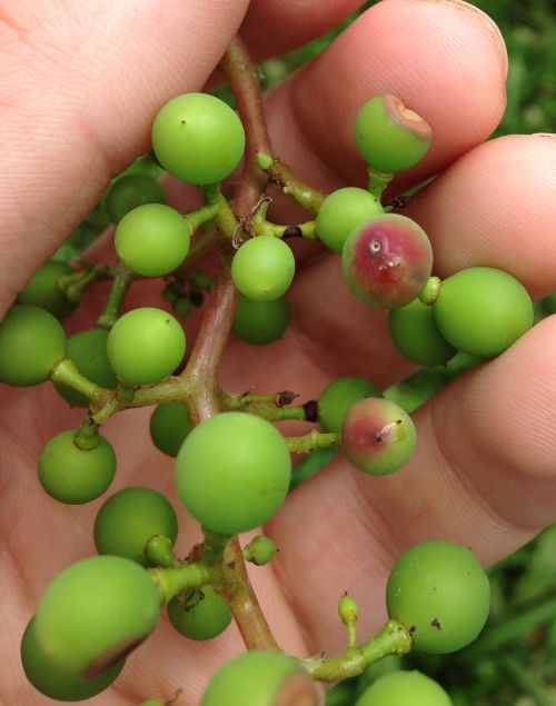 Grape berry moth in young red grapes. Grape berry moth damage incidence has been low so far this year. All photos by Brad Baughman, MSU Extension