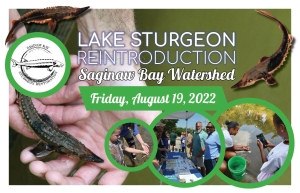 Lake sturgeon reintroduction - Saginaw Bay Watershed