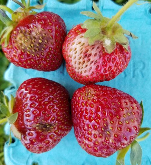 Strawberries with Phytophthora and anthranose