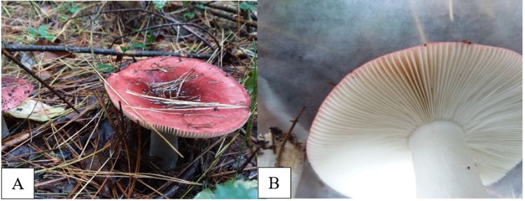 Russula emetica (PLP847_2018_203). (A) cap is a fairly deep pinkish to red color. (B) Hymenium and stipe are pure white in color.