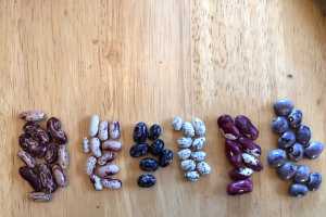Experience The Many Benefits Of Seed Saving Msu Extension