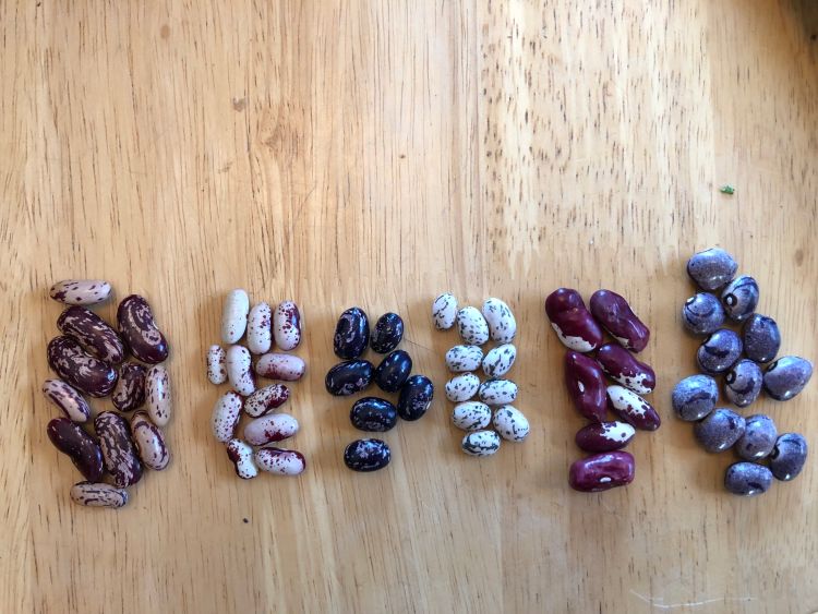 Heirloom bean seeds Photo credit: Abby Harper