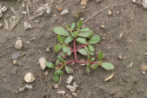 Common purslane – Portulaca oleracea