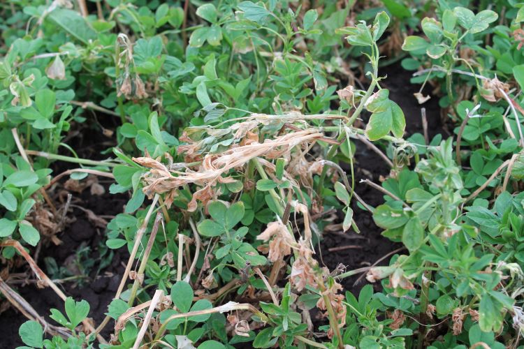 Freeze damage to alfalfa plants during spring 2012. Photo credit: Phil Kaatz, MSU Extension