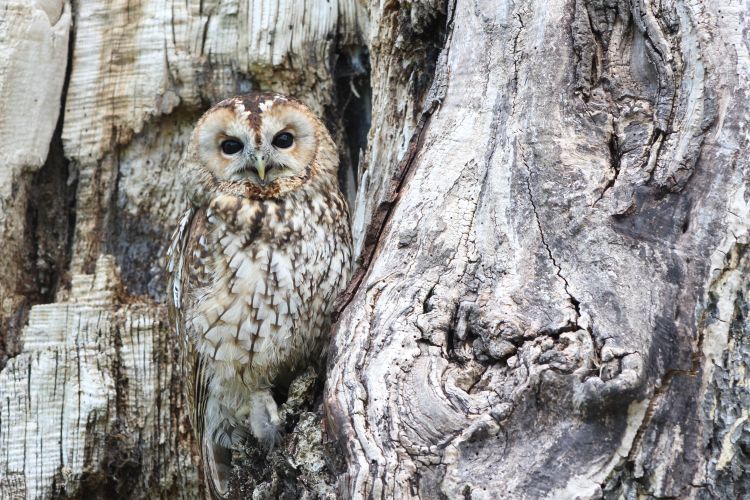 Exploring our world: Activities to help learn why some animals are