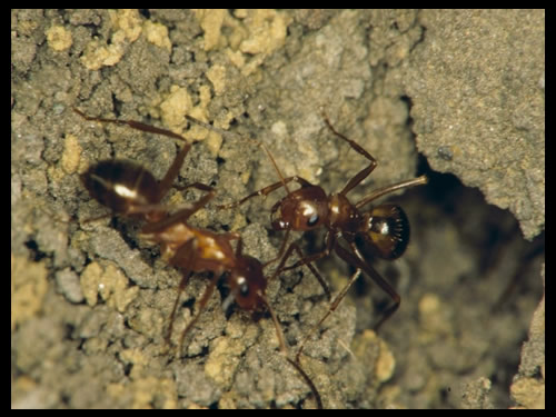 Two Turfgrass ants in the ground 