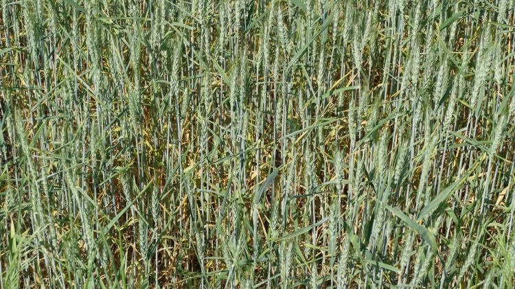 Curling of wheat leaves due to heat stress.
