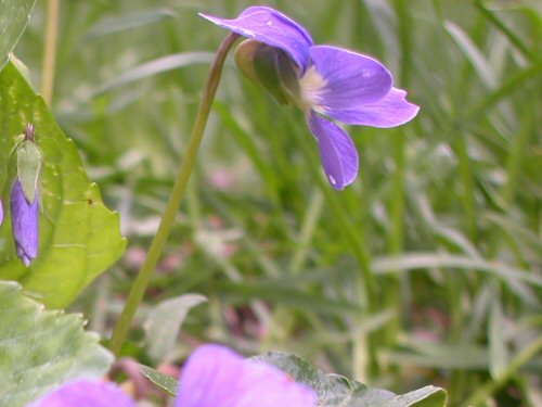  wild violet6.jpg 