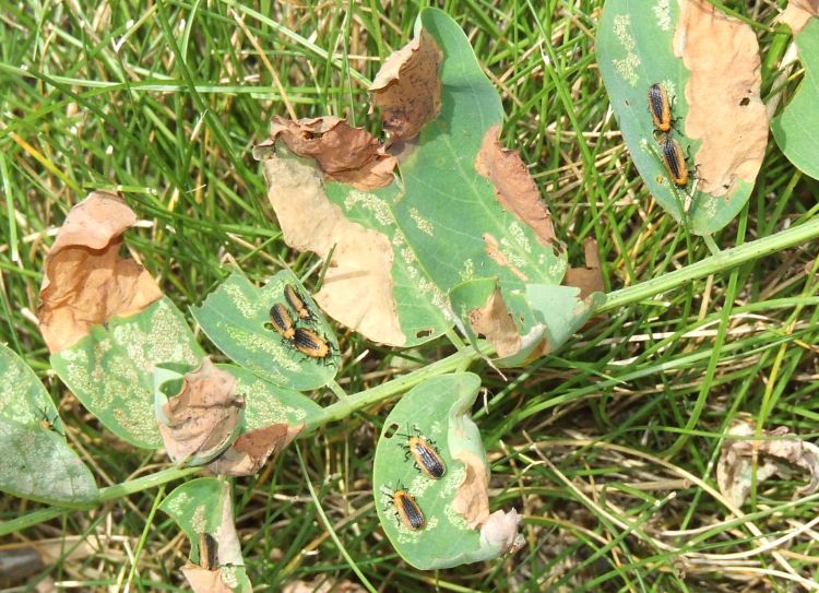 The Locust Leaf Miner can cause browning in Black Locust trees. Photo by Rebecca Finneran | Michigan State University