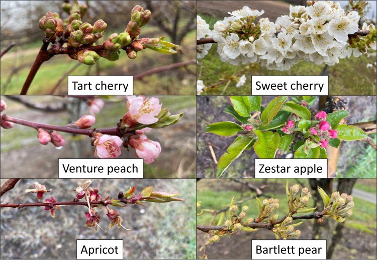 Stage of tree phenology for apple, peach, cherry, plum and pear