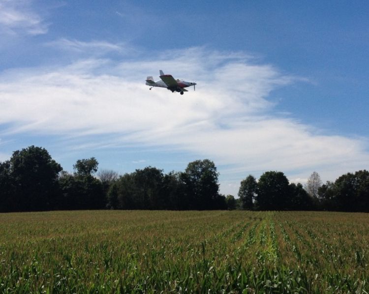 Aerial seeding cover crops into standing corn has been done successfully in research trials and on farms. Photo: Dean Baas.