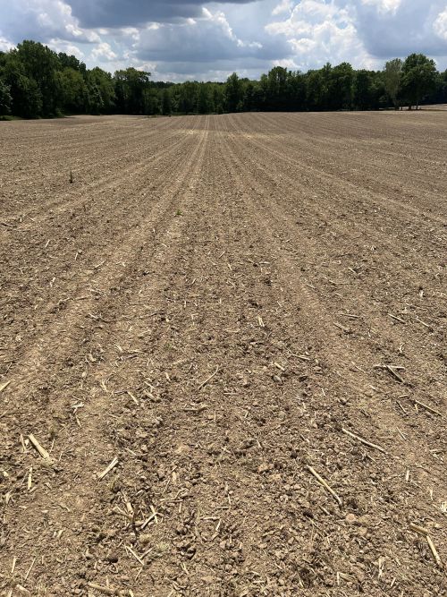 Soybeans planted in soil.