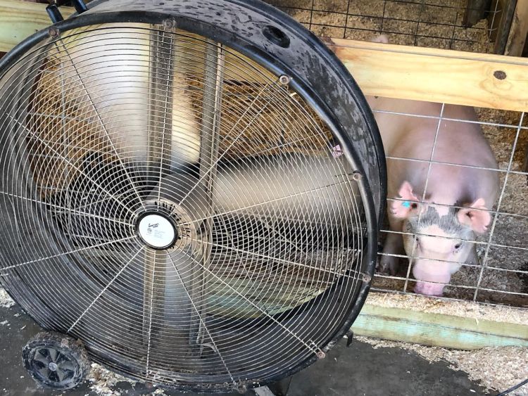 Pig in front of fan