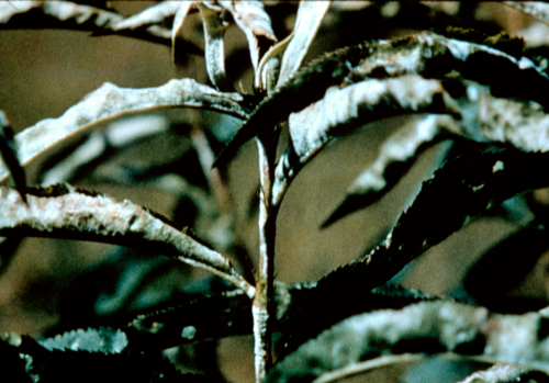 Infection appears as white, circular patches of powdery growth on leaves or terminal ends of shoots. Leaves may curl upward or blister. 