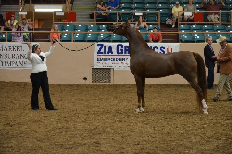 An Arabian horse being showed halter at the Youth National Arabian and Half-Arabian Championship in Albuquerque, New Mexico. Photo courtesy of Sophie Lourenco. 