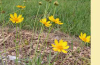 Sand coreopsis and Ticksweed