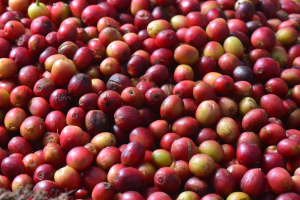 From the other Great Lakes: Around Rwanda's Coffee