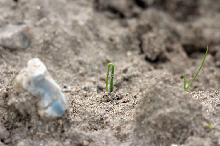 Emerging onion seedlings. Photo: Fred Springborn, MSU Extension.