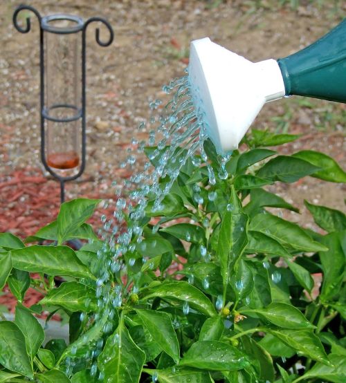 Water with fertilizer splashing onto plant leaves