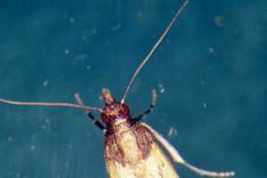 Kitchen Moths Winged Invaders In Kitchen Land Msu Extension
