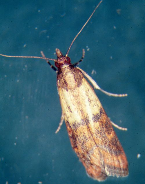Indianmeal moth adult. Photo credit: Whitney Cranshaw, Colorado State University, Bugwood.org