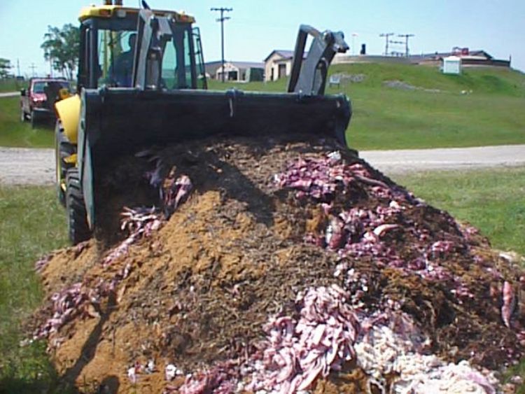 Mixing fish waste into wood chips to produce a compost pile. Photo credit: Michigan Sea Grant