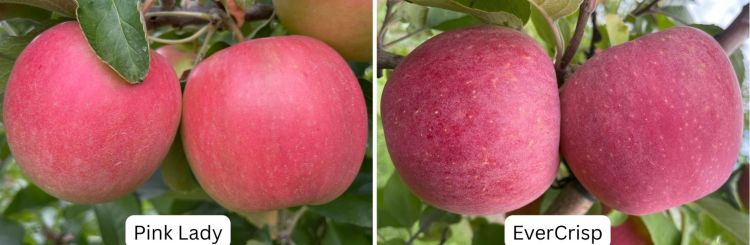 two sets of different apples